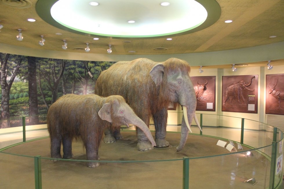 🦋 구라시키 시립 자연사 박물관 (구라시키시리츠시젠시하쿠부츠칸) 이미지 8